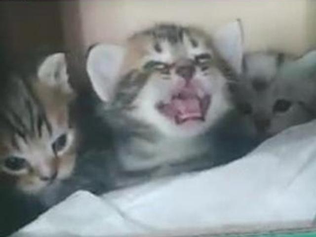 퇴근한 할아버지 보고 힘차게 우는 <strong>새끼 고양이</strong>