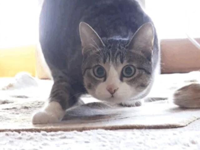 엉덩이 실룩실룩…고양이 ‘발사 자세’의 비밀