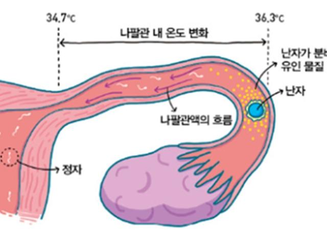 '정자와 <strong>난자</strong>의 만남'에서 당신이 떠올리는 그 장면, 무엇이 잘못되었을까?