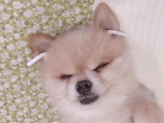 견생 10년이면 에어팟으로 음악 듣는다.."주인이 허락한 유일한 쾌락"
