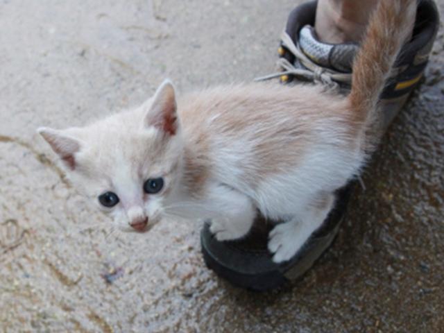 내 신발 위의 고양이