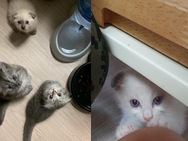 귀차니즘 <strong>아빠</strong>냥이의 에너지 폭발 아깽이들 <strong>육아</strong>법