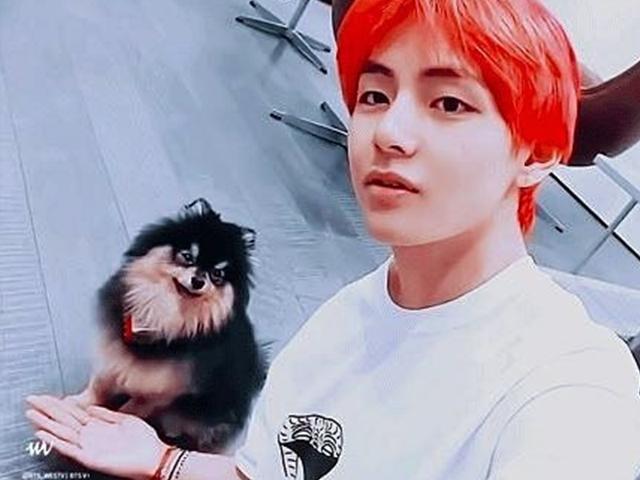 방탄소년단 <strong>뷔</strong>의 <strong>반려견</strong> ‘연탄’도 월드스타 "전세계 실트 1위"…생일기념 기부와 광고까지