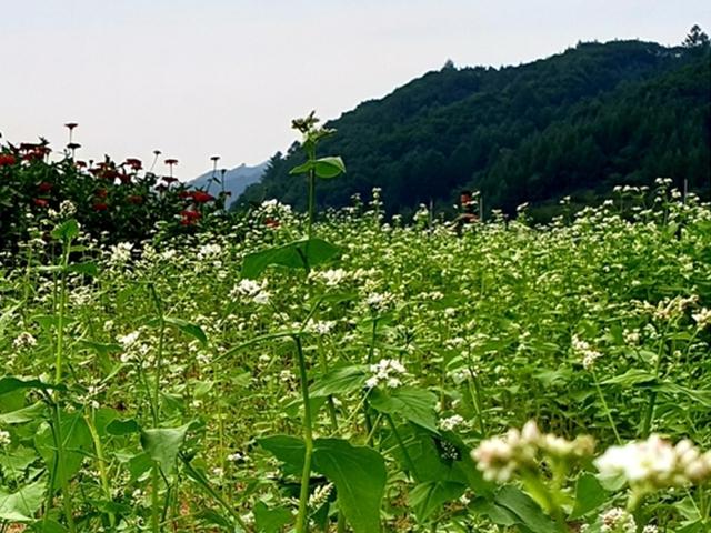 <strong>가을</strong>맞이 여행 메밀꽃 볼까 백일홍 볼까