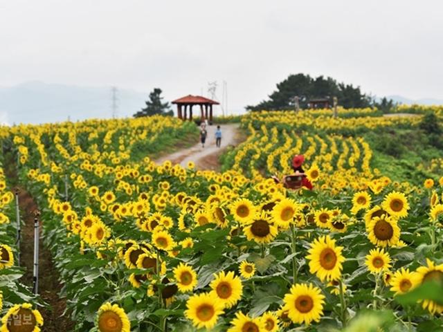 처녀뱃사공 떠난 자리에 남강 노을보다 진한 핑크뮬리