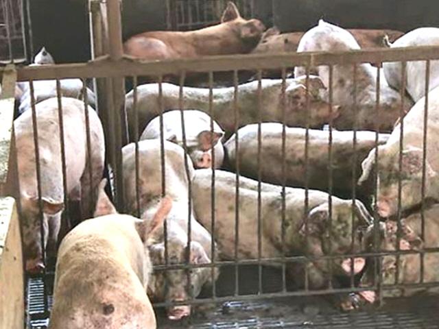 세계 곳곳 양돈장 초토화한 아프리카돼지열병…20개국서 유행 중