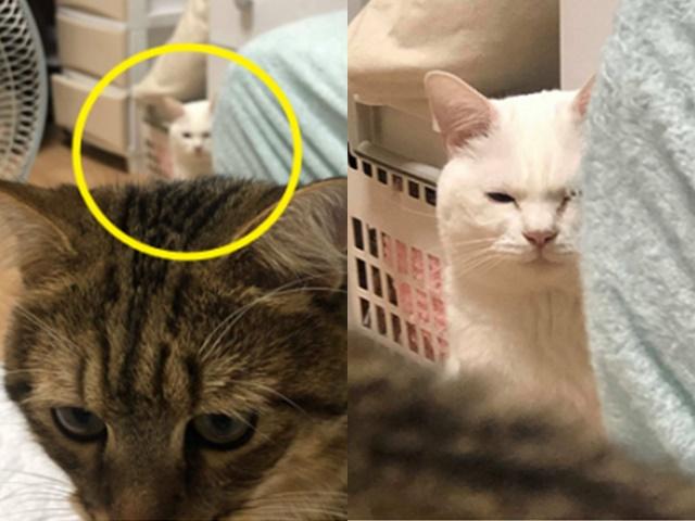 집사가 아들냥이만 예뻐하자 아빠 고양이가 남몰래 지은 표정