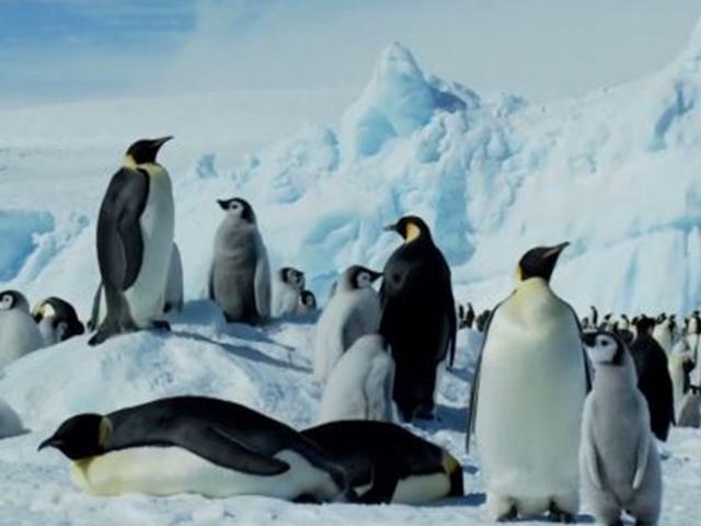 [과학을읽다]펭귄이 남극의 혹한을 견디는 비결
