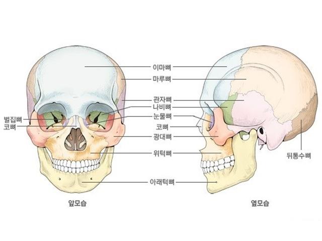 사람 머리뼈 <strong>구조</strong>에 숨어 있는 황금비율