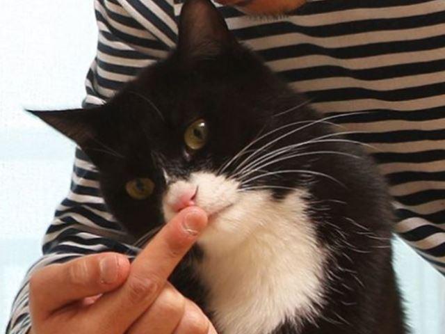 처음 만난 <strong>고양이</strong>와 친구 되는 법