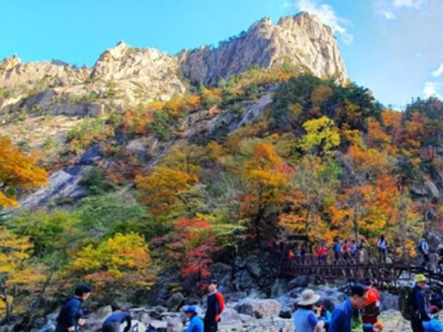 "만산홍엽 불타네" 전국 가을빛 절정…너도나도 산으로