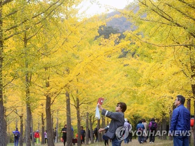 강원권: "여긴 잘 모를걸요" 은행나무숲에 숨은 울긋불긋 단풍