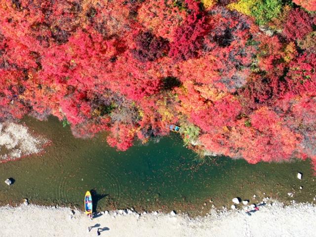 [포토다큐] 이 때깔을 보라, 네가 알던 가을이 아니다