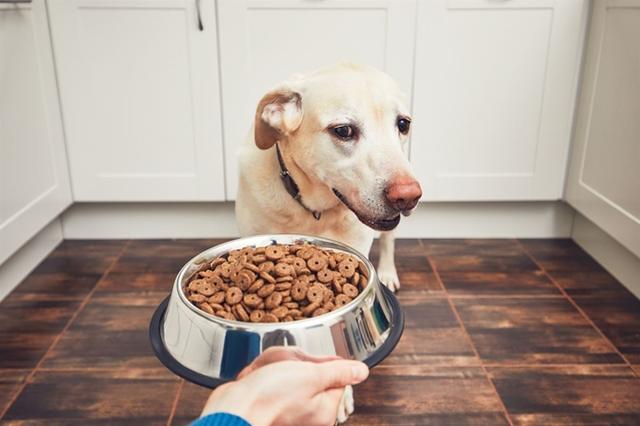 개, <strong>고양이</strong> 사료의 불편한 진실