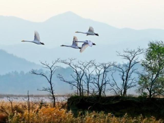 겨울 손님 두루미·큰고니 어디 가면 볼 수 있나
