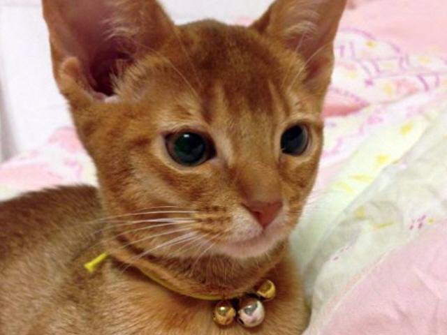 24층서 떨어진 고양이의 生死는?