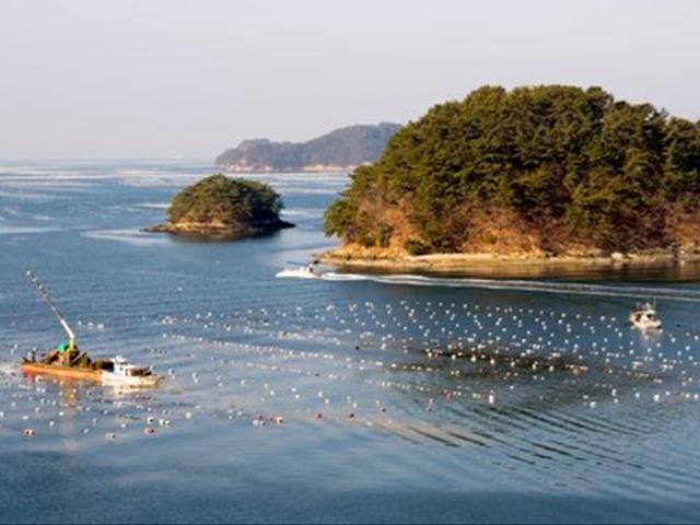 한잔할 땐 우윳빛 굴 한 입, 추울 땐 시락국 한 숟가락