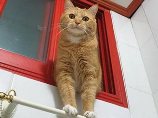 집사가 화장실 문 닫고 들어가자 <strong>고양이</strong>가 보인 <strong>행동</strong>.."왜 문 닫았냥!"