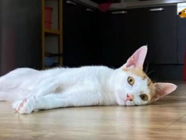 '냥이가 녹아버렸습니다' 따뜻한 바닥이 <strong>고양이</strong>에게 미치는 영향