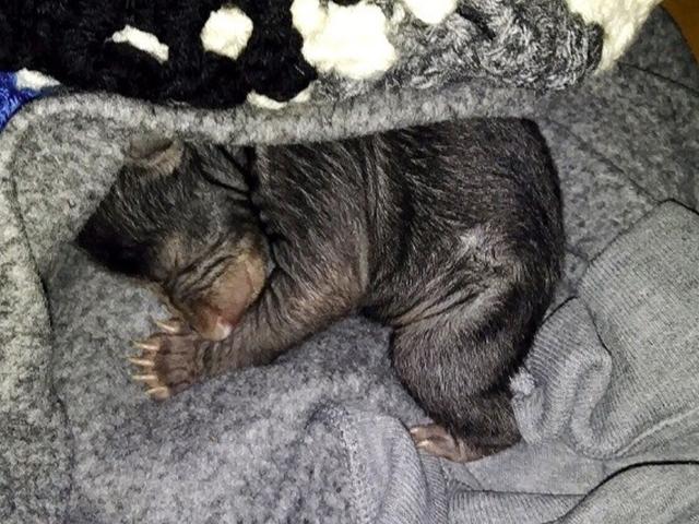 집 앞에 버려진 검은 강아지..알고보니 한 달 된 아기곰