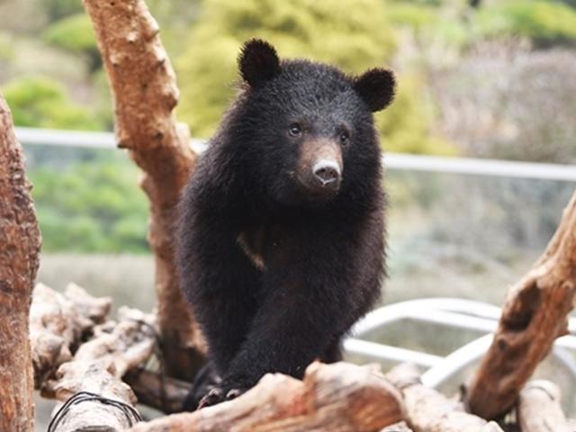 꿀꺽꿀꺽 ‘<strong>세종</strong>대왕의 물’ 맛보고… 어슬렁어슬렁 곰 동산 한바퀴