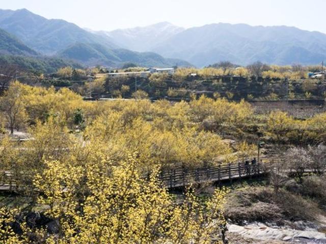 축제 사라진 남도의 봄…매화·산수유꽃은 피었네