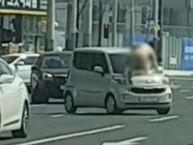 '울산 터미네이터' 입건…나체로 <strong>승용차</strong> 위에서 난동