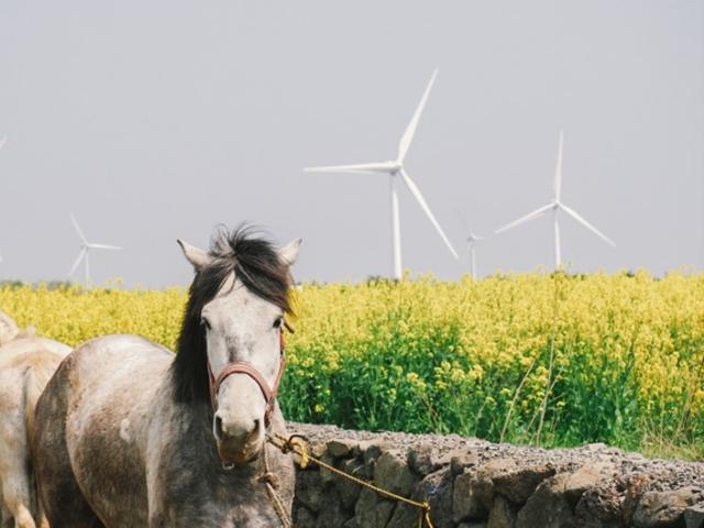 제주도 유채꽃/가시리, 녹산로/제주도 봄 여행코스