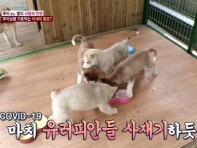 '<strong>동물농장</strong>', 코로나19 자막 썼다가 사과 "제작진의 명백한 잘못"