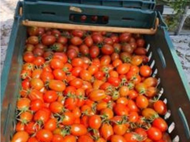 [나눔과 배려 캠페인]달고 아삭한 ‘의령 <strong>대추</strong>토마토’