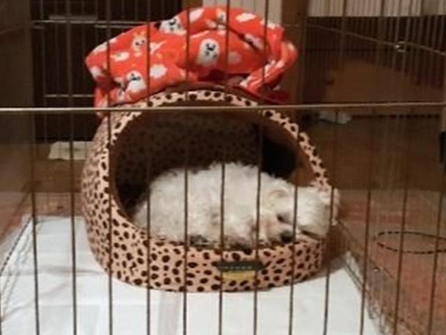 [더오래]귀엽고 착한 우리 <strong>강아지</strong>가 무지개 다리 건넌다니…