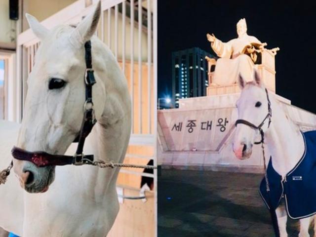 맥시무스야 어딨니? 남양주 명물로 뜨는 이민호 애마