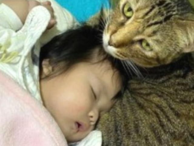 <strong>예방접종</strong> 맞고 칭얼대는 아기 집사..품에 꼭 안아 재운 고양이