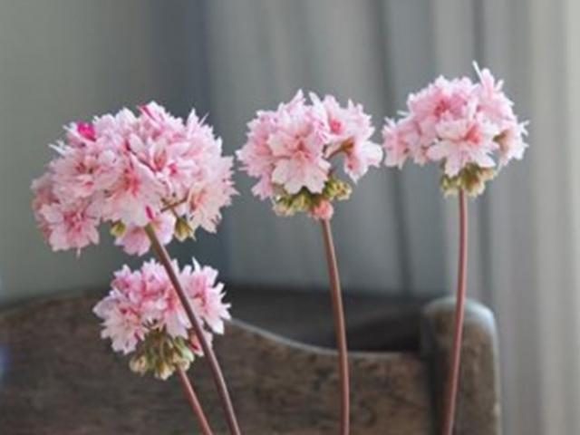 초보자도 도전해 볼 <strong>반려</strong><strong>식물</strong> 4종