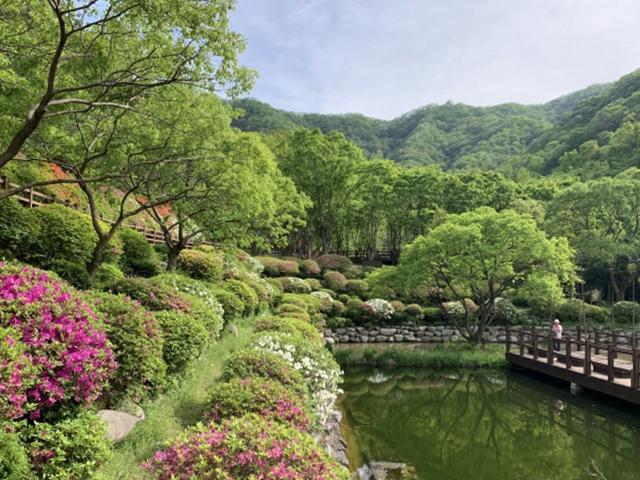 산들산들 야생화·아름드리 <strong>소나무</strong>···봄 내음 한가득