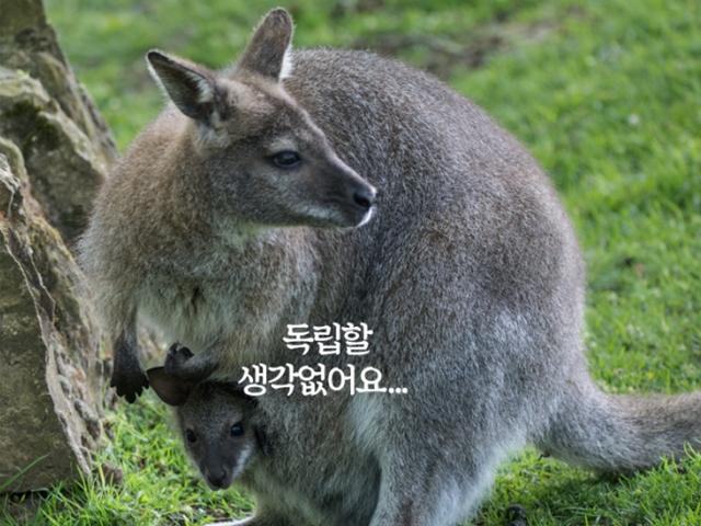 열심히 살았지만 어쩌다 보니 아직 ‘캥거루’입니다