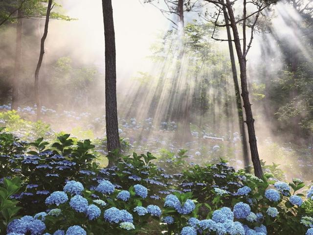 해남, <strong>수국</strong>의 숲으로