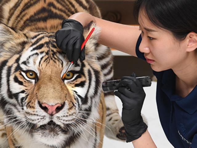 동물이 <strong>가죽</strong>을 남기면… “이렇게 되살려요”