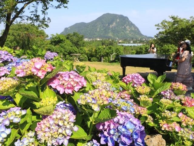 사이다 이상의 청량감… '<strong>수국</strong><strong>수국</strong>한' 초여름 <strong>제주</strong>