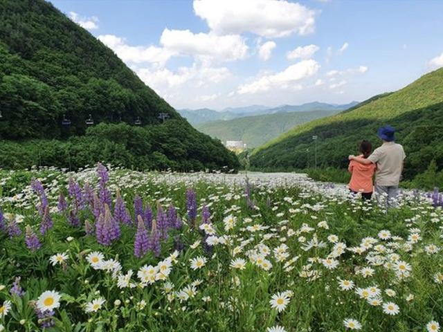 겨울엔 흰눈, 여름엔 흰꽃… 해발 1300m 산에 들인 인공 낙원