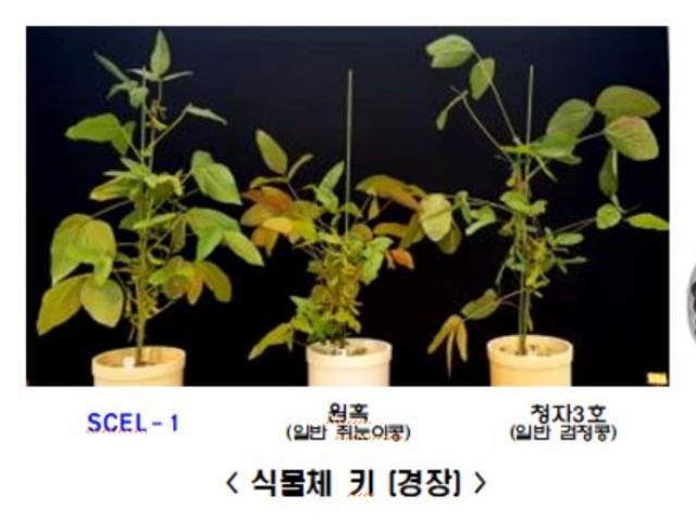 피부주름·<strong>간기능</strong>에 좋은 기능성 약콩?