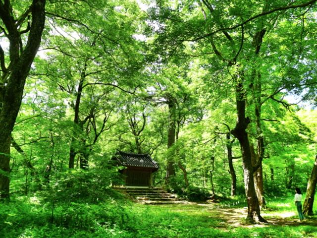 세상을 잊는 곳, 쉼이 있는 곳, 神들의 그 숲
