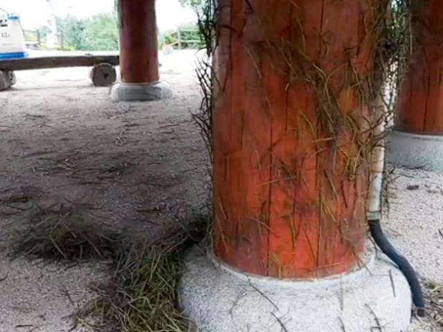 "말도 못 해요. 징그러워서"...대벌레 은평 봉산 무더기 출몰