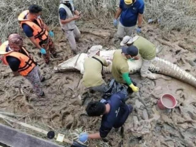 길이 4.7m 악어에 끌려간 14세 소년…엿새 만에 악어 뱃속서 확인