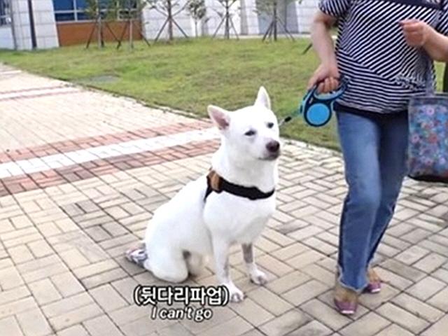 "장애견에게 '뒷다리파업'" '<strong>동물농장</strong>', 사과·영상 삭제에도 논란 ing [종합]