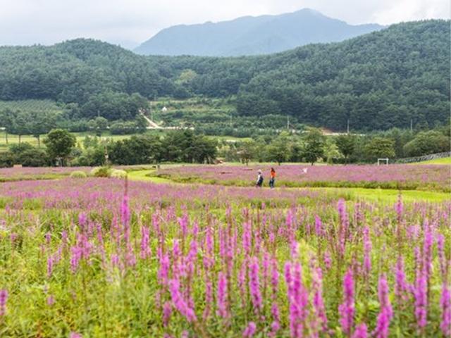 꽃밭 거닐고 숲에서 자고… 봉화에 가면 저절로 비대면 여행