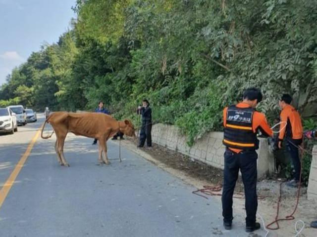 앙상한 갈비뼈…폭우때 사라진 50마리 한달만에 찾았'소'