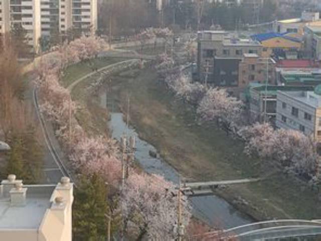 청주 <strong>숨은 명소</strong> ‘살구나무거리’에 무슨일이