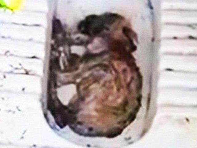 푸세식 변기 속에 숨어있던 아기 강아지, 이유는