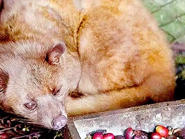 다양해진 ‘동물 똥 커피’, 내막 알면 못 먹는다는데….